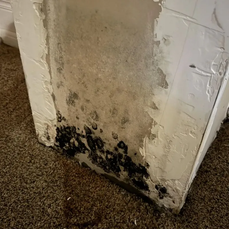 Professional Mold Removal in Green Valley, AZ